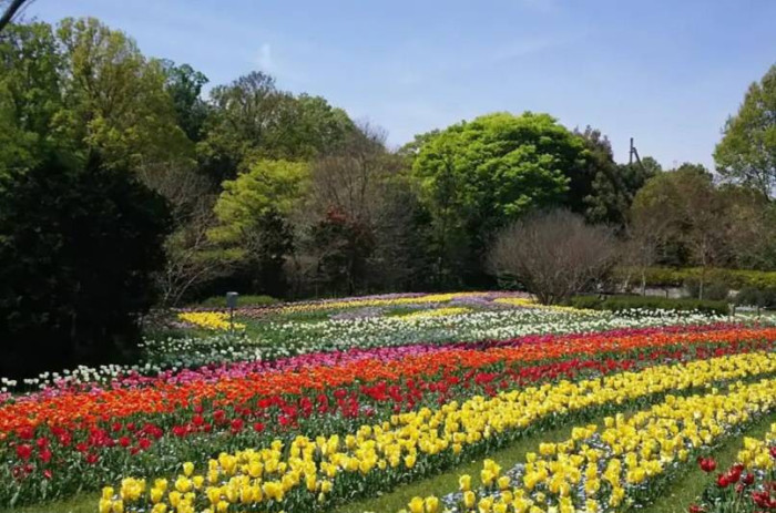 明日香ルビーのイメージ画像