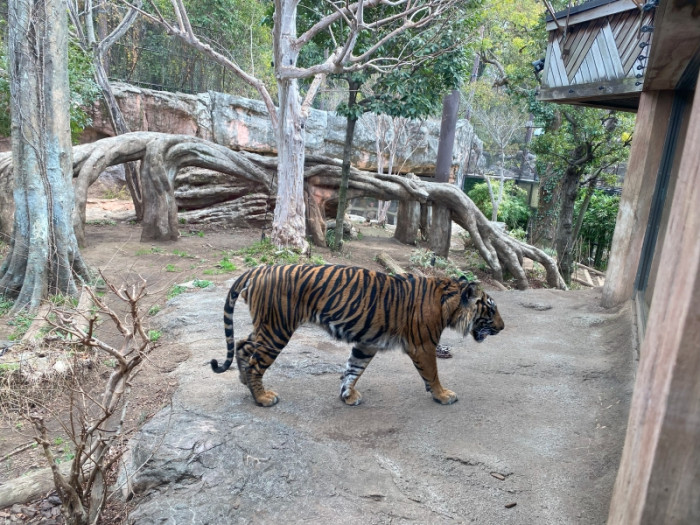 上野動物園散策のイメージ画像