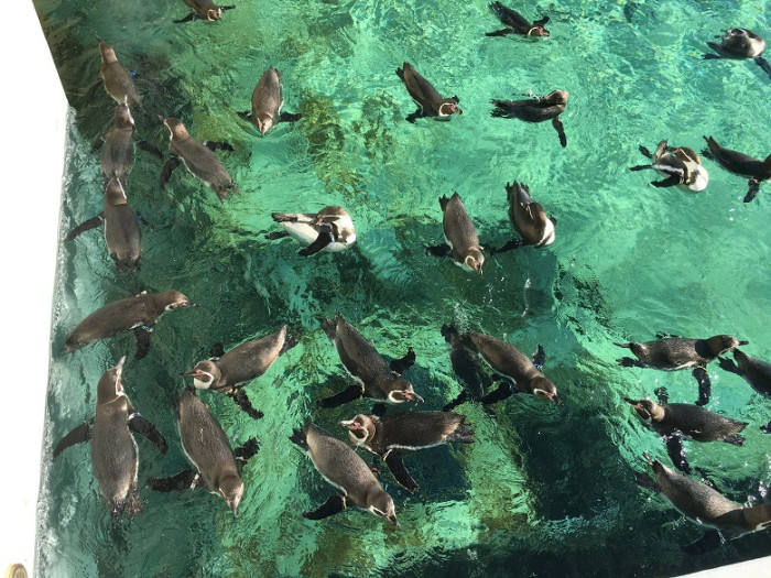 葛西臨海水族園散策のイメージ画像