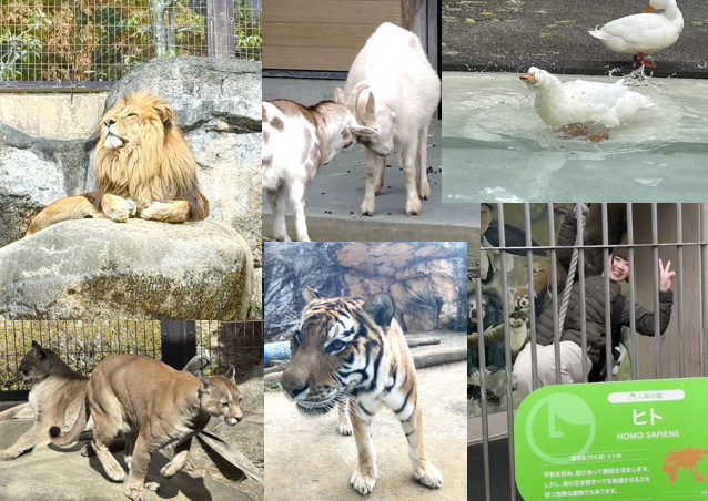 日本平動物園イベントのご紹介のイメージ画像