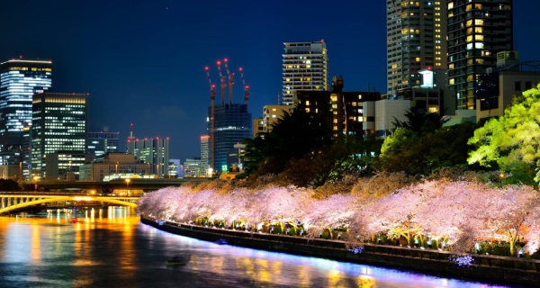 夜桜を楽しみながら花見婚のイメージ画像