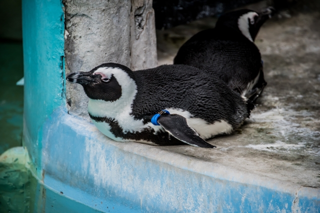 上野動物園 13時からのイメージ画像