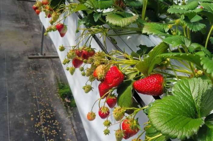 明日香ルビーのイメージ画像