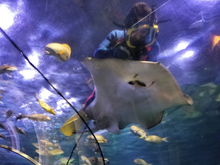 しながわ水族館のイメージ画像