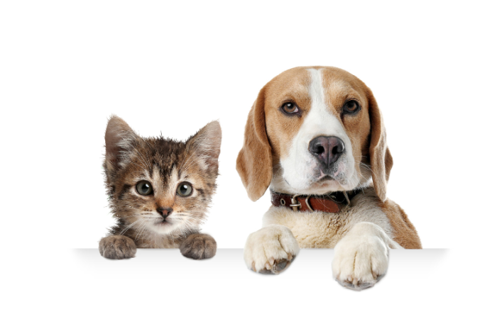 犬猫好きが集う！婚活ランチ会のイメージ画像